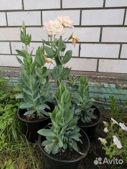 Эустома (лизиантус)