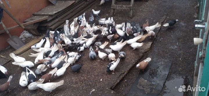 Продам голубей