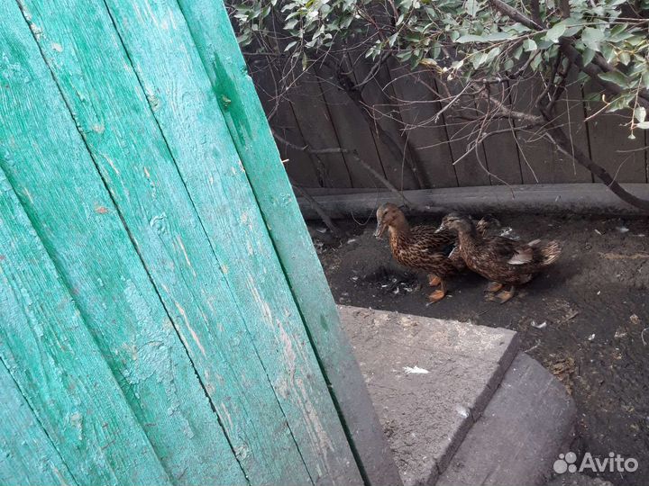 Продаю Домашних уток,.Башкирские.,И кряква