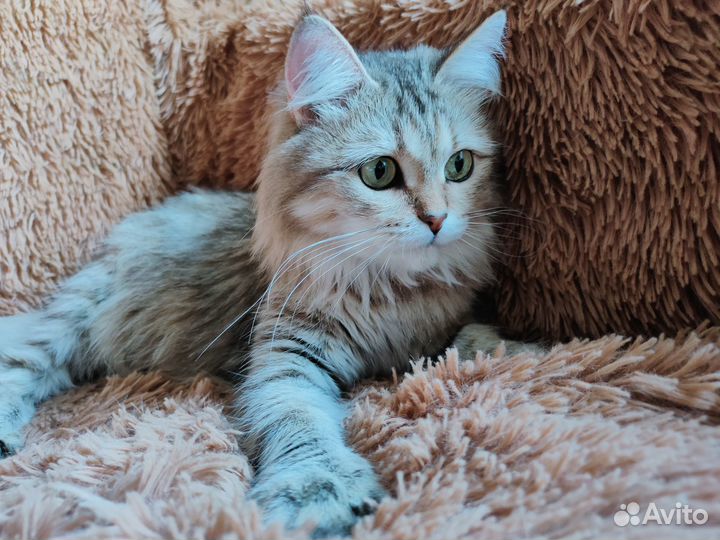 Пушистая кошечка