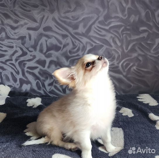 Чихуахуа