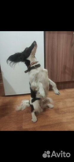 Отдам собаку в добрые руки