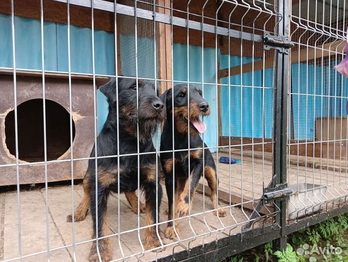 Вязка ягдтерьер