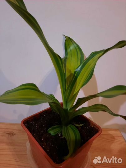 Драцена Маргината Биколор, Чарли папоротник Мариса