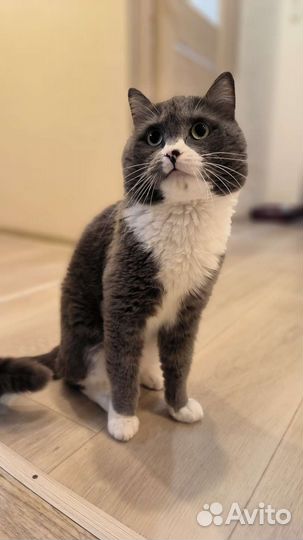 Котик Марсик