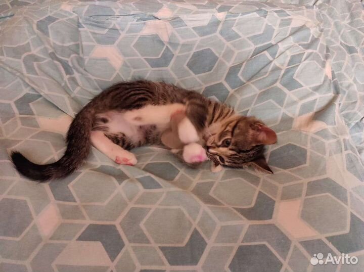 Котёнок в добрые руки Бесплатно