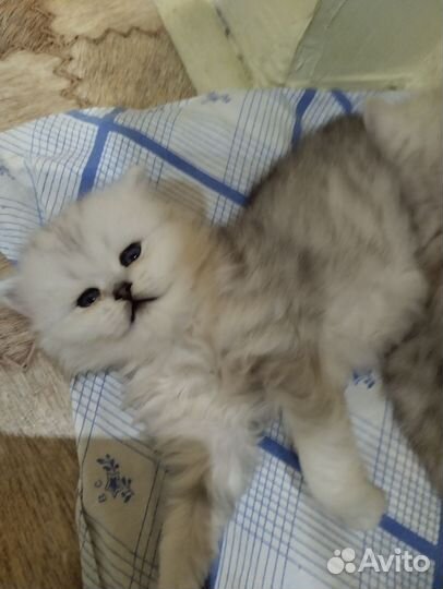 Британский,серебряный,шиншил