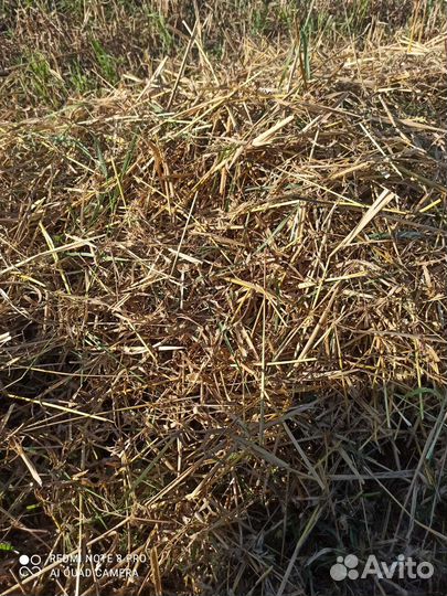 Солома овсяная