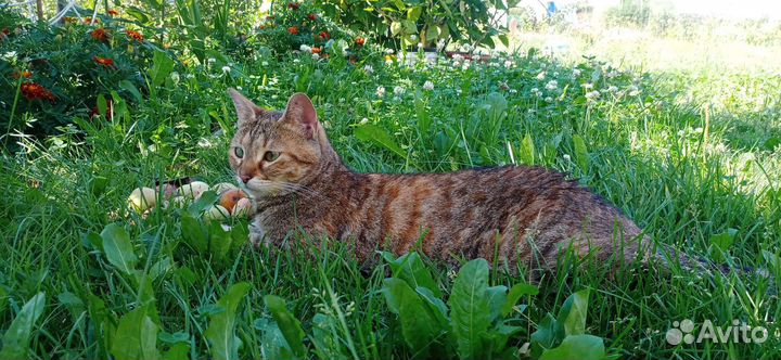 Кошка в дар