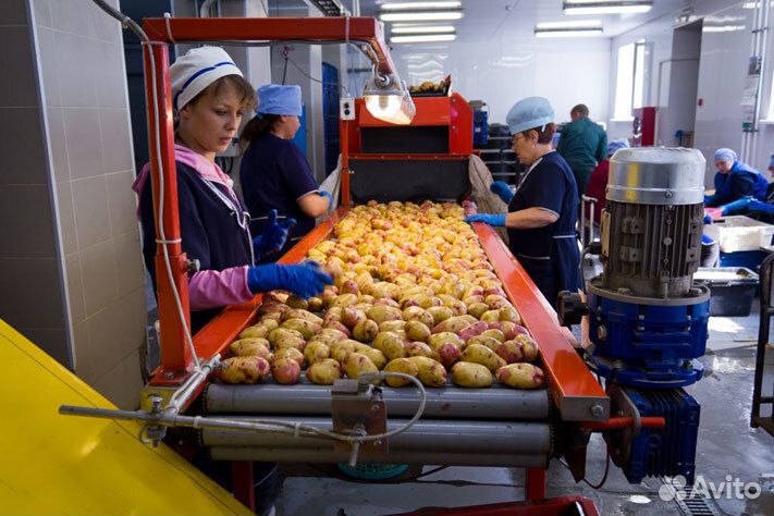 Переборщик овощей/Упаковщик на склад с проживанием