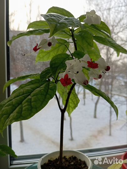 Цветок