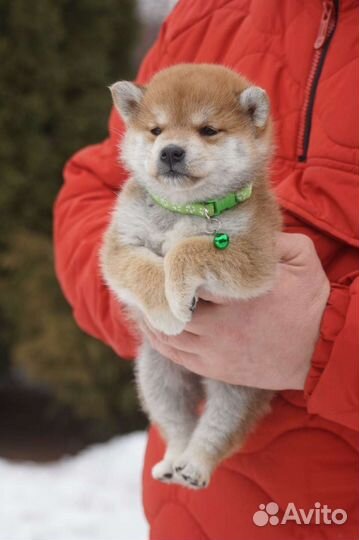 Красавчик сиба ину для вас