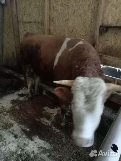 Быки и телки на мясо