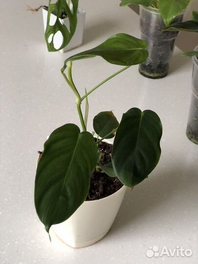 Филодендрон эсмеральда (esmeraldense)