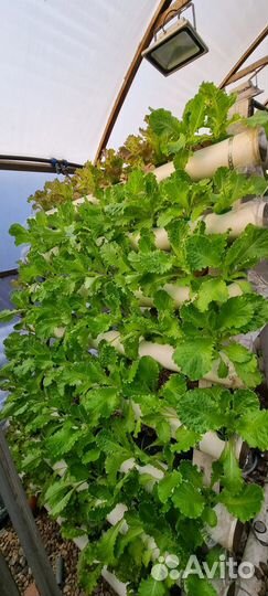 Свежая зелень(мята,тархун,базилик,руккола,тимьян)