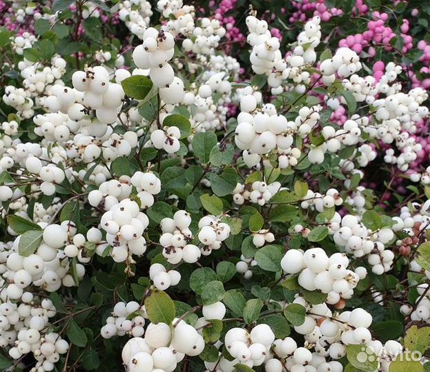 Куст Снежноягодника