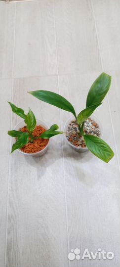 Спатифиллум