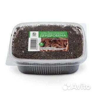 Червь Дендробена Венета