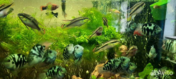 Сапфировые попугаи