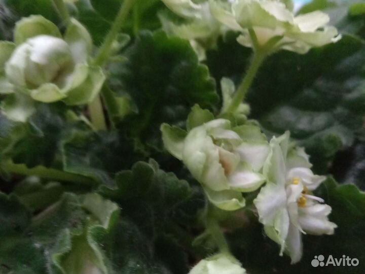 Вариегатный гибискус и фиалки