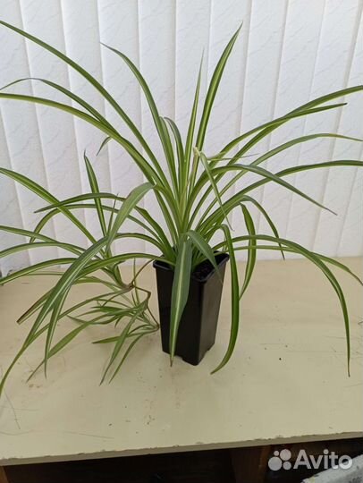 Хлорофитум полосатый