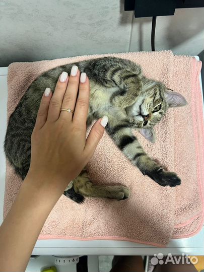 Котенок девочка в добрые руки