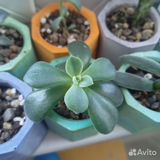 Кактусы и суккуленты