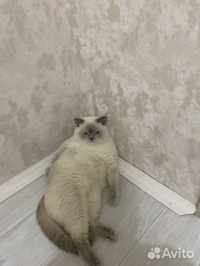 Метис британца