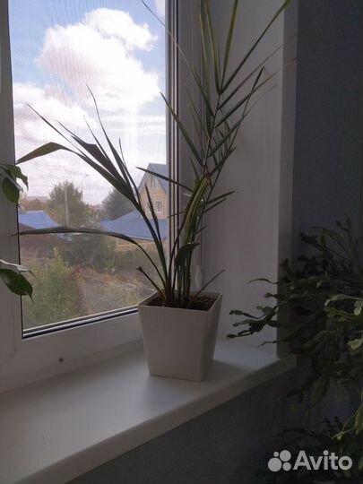 Финиковая пальма