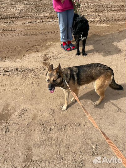 Миниовчарка