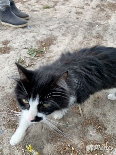 Кошечку выбросили на трассе