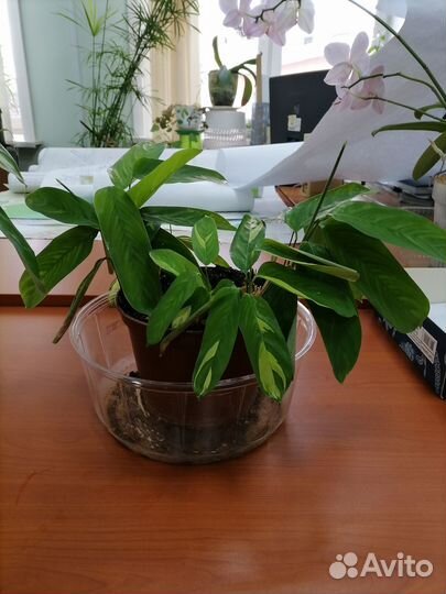 Комнатные цветы