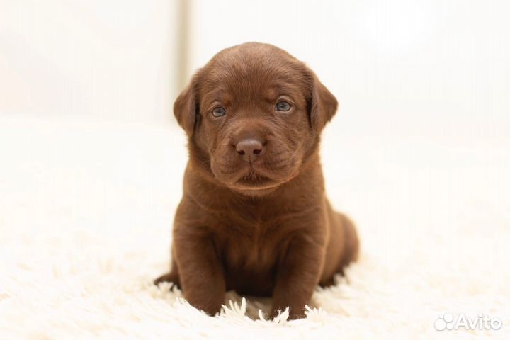 Щенки лабрадора