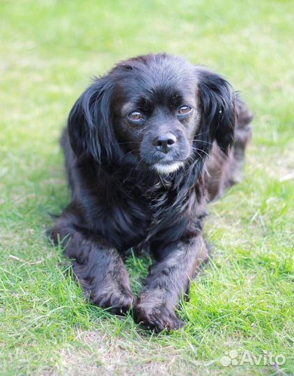 Маленькая Лея в дар