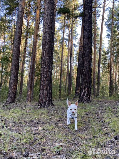 Вязка чихуахуа