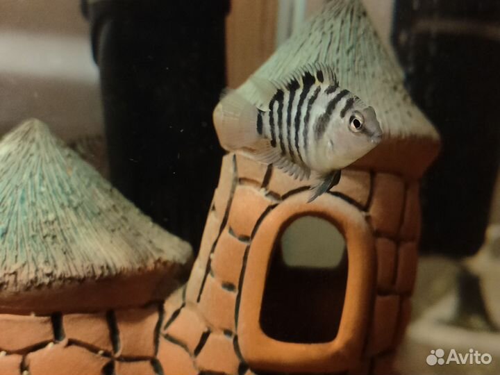 Малек цихлид