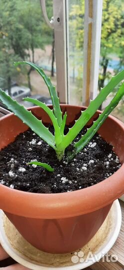 Отростки укорененные Алоэ столетник