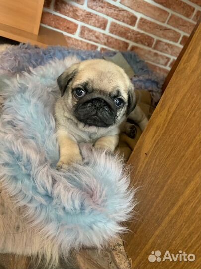 Щенки мопса