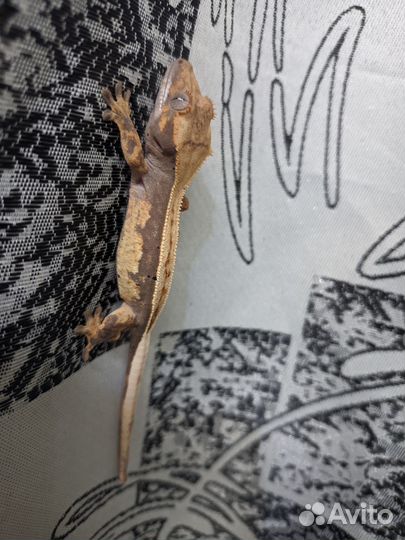 Реснитчатый бананоед малыши