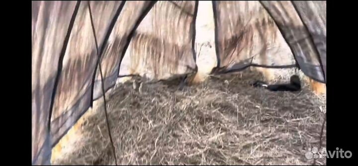 Скрадок засидка для охоты на гуся