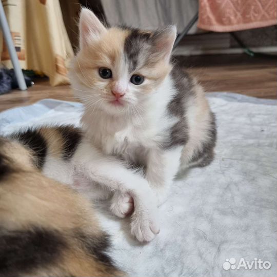 Милые комочки счастья в добрые руки