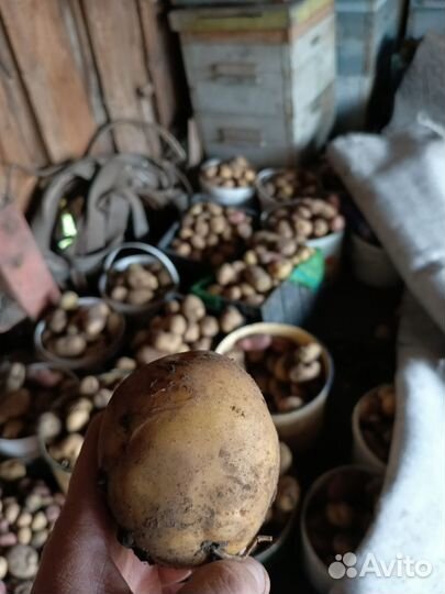 Продам картофель