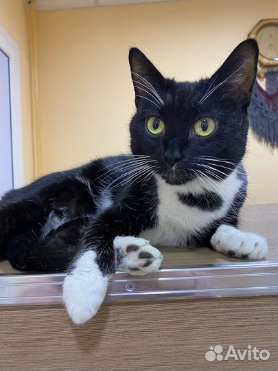 Шикарная ласковая кошка Маня ищет дом