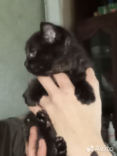 Черный котенок