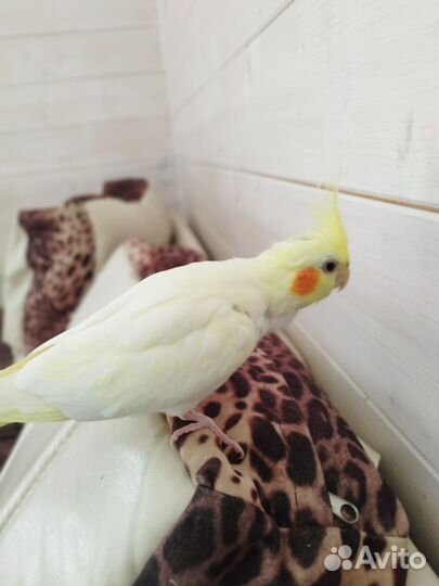 Попугай корелла с клеткой