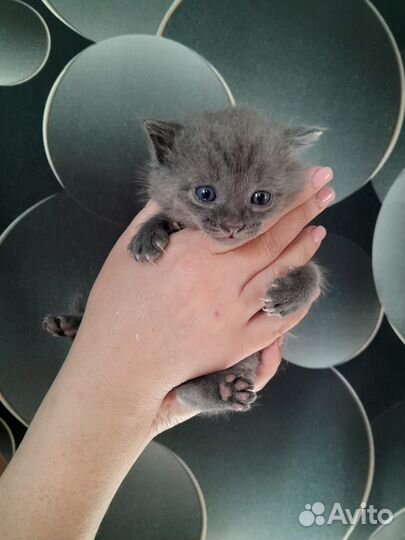 Отдам в добрые руки