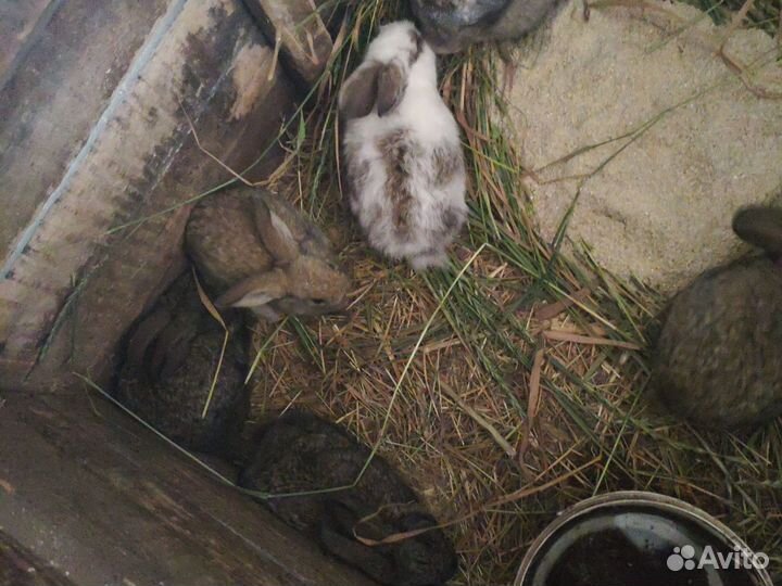 Кролики крольчата