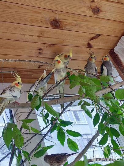 Птенцы кореллы 2 месяца