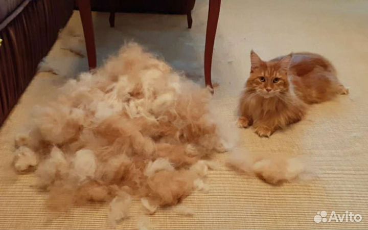 Стрижка собак, кошек, груминг, экспресс линька