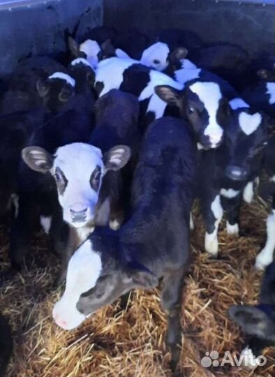 Бычки и тёлочки